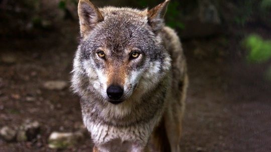 Quelle était la signification du loup pour les Vikings ?